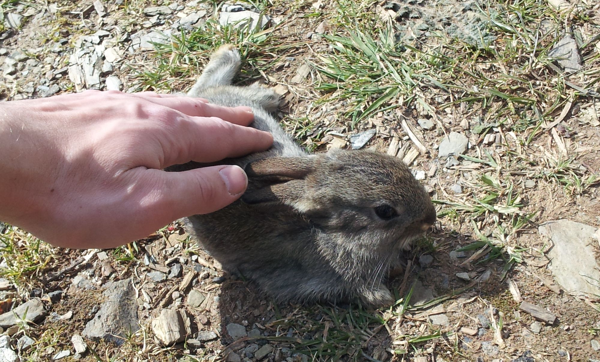 Josef stroking a wild baby rabbit