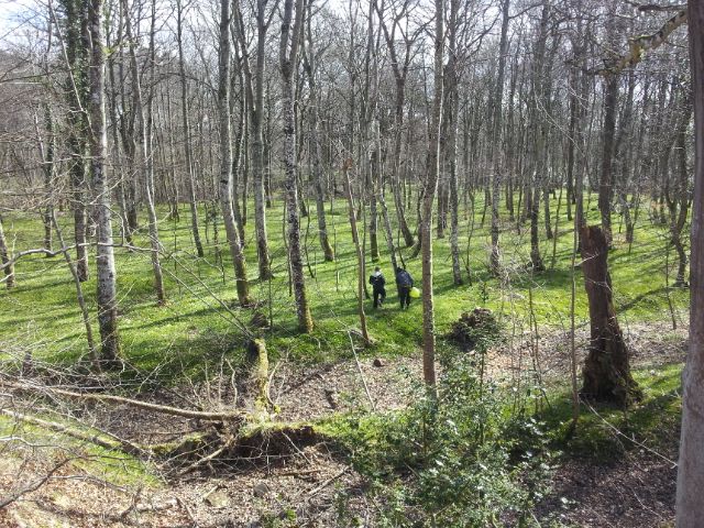 A sea of Wild Garlic