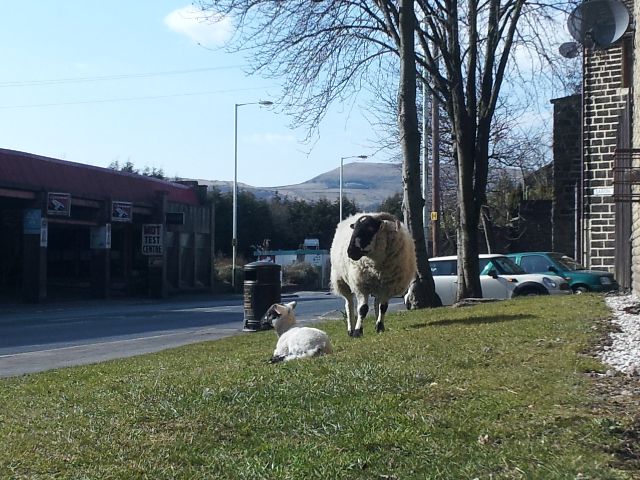 Urban Sheep
