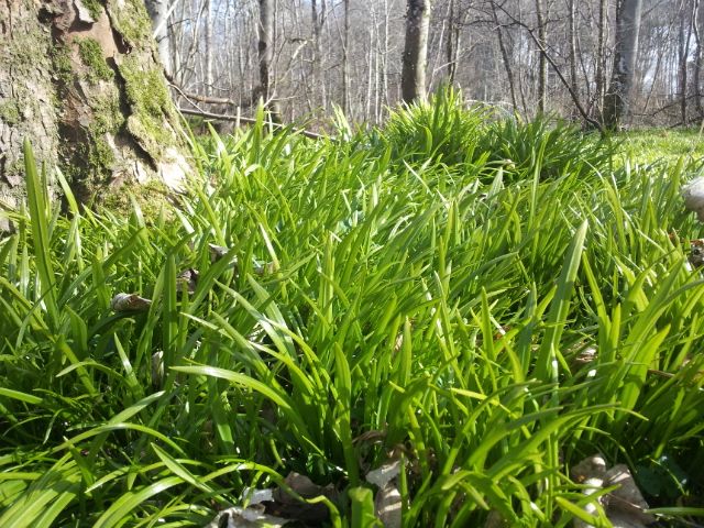 Any idea what type of wild garlic this is?